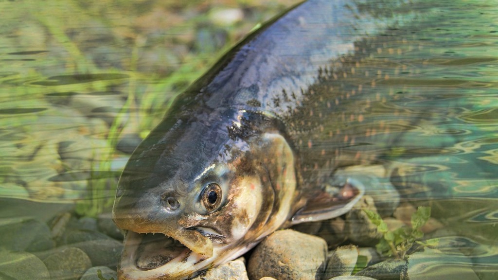 هل نهر ويلسون مغلق لصيد سمك السلمون؟